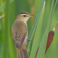 Black-browed Reed Warbler-120123-107EOS1D-FYAP5894-W.jpg
