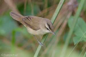 Black-browed Reed Warbler-121129-104EOS1D-FY1X1239-W.jpg