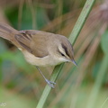 Black-browed Reed Warbler-121129-104EOS1D-FY1X1239-W.jpg