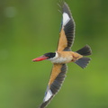 Black-capped Kingfisher-230118-164MSDCF-FYP09653-W.jpg