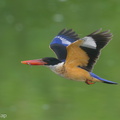 Black-capped Kingfisher-230118-164MSDCF-FYP09924-W.jpg