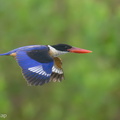 Black-capped Kingfisher-230118-165MSDCF-FYP00086-W.jpg