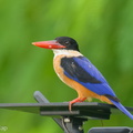 Black-capped Kingfisher-231216-212MSDCF-FYP00820-W.jpg