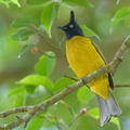 Black-crested Bulbul-190113-115ND500-FYP_0289-W.jpg