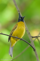 Black-crested Bulbul-211119-128MSDCF-FRY05977-W.jpg