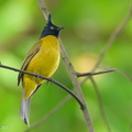 Black-crested Bulbul-211119-128MSDCF-FRY06013-W.jpg