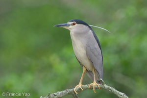 Black-crowned Night Heron-111108-109EOS7D-IMG_1880-W.jpg