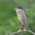 Black-crowned Night Heron-111108-109EOS7D-IMG_1880-W.jpg