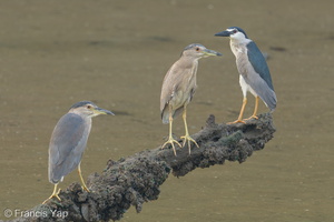 Black-crowned Night Heron-220417-146MSDCF-FRY00060-W.jpg