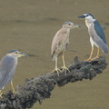 Black-crowned Night Heron-220417-146MSDCF-FRY00060-W.jpg