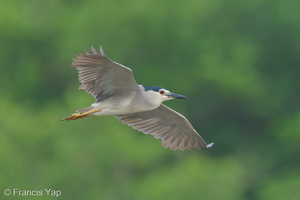 Black-crowned Night Heron-250727-116FRYAP-FYA04434-W.jpg