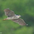 Black-crowned Night Heron-250727-116FRYAP-FYA04434-W.jpg