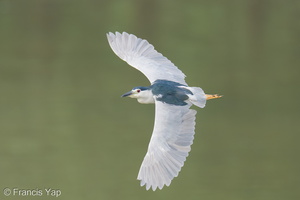 Black-crowned Night Heron-250825-120FRYAP-FYA09575-W.jpg