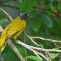 Black-headed Bulbul-111008-107EOS7D-IMG_8656-W.jpg