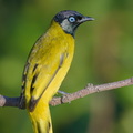 Black-headed Bulbul-180622-109ND500-FYP_9690-W.jpg