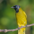 Black-headed_Bulbul-180622-109ND500-FYP_9705-W.jpg