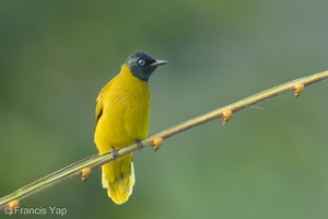 Black-headed Bulbul-210623-114MSDCF-FRY05319-W.jpg