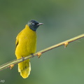 Black-headed Bulbul-210623-114MSDCF-FRY05319-W.jpg