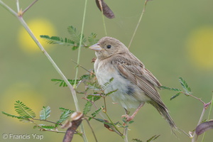 Black-headed Bunting-181118-113ND500-FYP_8365-W.jpg