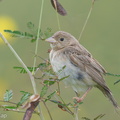 Black-headed Bunting-181118-113ND500-FYP_8365-W.jpg