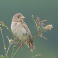 Black-headed Bunting-181118-113ND500-FYP_8813-W.jpg