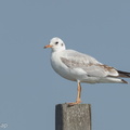 Black-headed Gull-111231-106EOS1D-FYAP9979-W.jpg