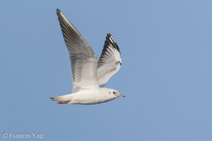 Black-headed Gull-200111-109MSDCF-FYP09763-W.jpg