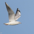 Black-headed Gull-200111-109MSDCF-FYP09763-W.jpg