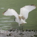 Black-headed Ibis-221101-158MSDCF-FYP01443-W.jpg