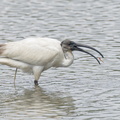 Black-headed Ibis-221102-158MSDCF-FYP02974-W.jpg