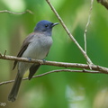 Black-naped Monarch-190908-119ND500-FYP_8935-W.jpg