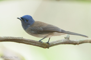 Black-naped Monarch-190908-119ND500-FYP_9050-W.jpg