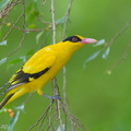 Black-naped Oriole-181127-114ND500-FYP_1590-W.jpg