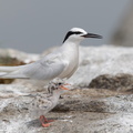 Black-naped Tern-160522-100EOS1D-F1X27590-W.jpg