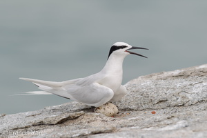 Black-naped Tern-160522-100EOS1D-F1X28416-W.jpg