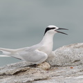 Black-naped Tern-160522-100EOS1D-F1X28416-W.jpg