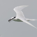 Black-naped Tern-160522-100EOS1D-F1X28925-W.jpg