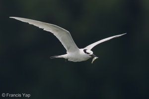 Black-naped Tern-160522-100EOS1D-F1X29050-W.jpg