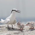 Black-naped Tern-160522-101EOS1D-F1X20813-W.jpg