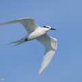 Black-naped Tern-210502-109MSDCF-FRY04366-W.jpg