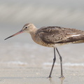 Black-tailed Godwit-160813-103EOS1D-F1X23373-W.jpg
