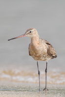 Black-tailed Godwit-160813-103EOS1D-F1X23447-W.jpg