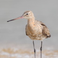Black-tailed Godwit-160813-103EOS1D-F1X23447-W.jpg