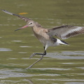 Black-tailed Godwit-170903-102ND500-FYP_2023-W.jpg