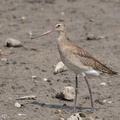 Black-tailed_Godwit-170903-102ND500-FYP_2062-W.jpg