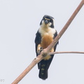 Black-thighed Falconet-230729-207MSDCF-FYP07379-W.jpg