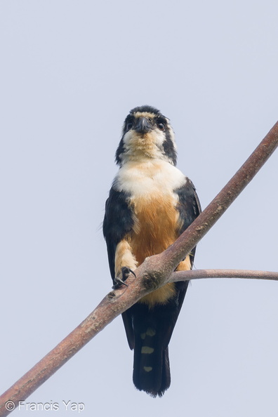 Black-thighed_Falconet-230729-207MSDCF-FYP07467-W.jpg