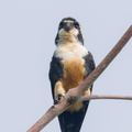 Black-thighed Falconet-230729-207MSDCF-FYP07467-W.jpg