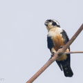 Black-thighed Falconet-230729-207MSDCF-FYP07642-W.jpg