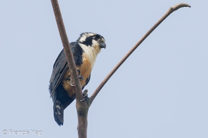 Black-thighed Falconet-230729-207MSDCF-FYP07813-W.jpg